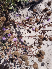 Phyllopodium cephalophorum