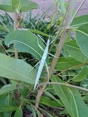 Tropidoderus gracilifemur