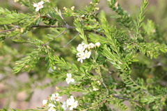 Leptospermum neglectum