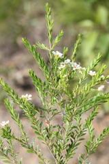 Leptospermum neglectum