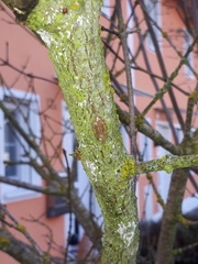 Chionaspis salicis