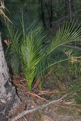 Macrozamia miquelii