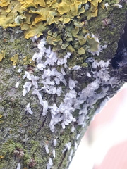 Chionaspis salicis