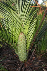 Macrozamia miquelii