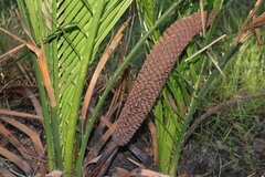 Macrozamia miquelii