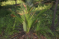 Macrozamia miquelii