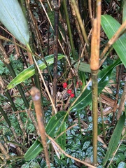Ardisia crispa