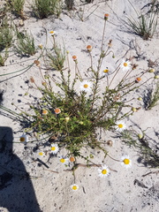 Felicia hyssopifolia