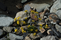 Draba hispida