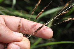 Sorghum leiocladum