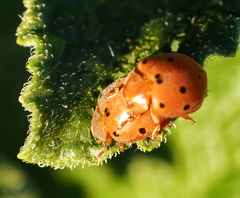 Henosepilachna argus