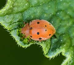 Henosepilachna argus