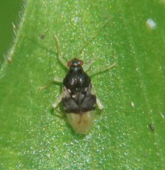 Pycnoderes quadrimaculatus