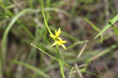 Tricoryne anceps pterocaulon