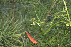 Tricoryne anceps pterocaulon