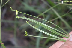 Tricoryne anceps pterocaulon