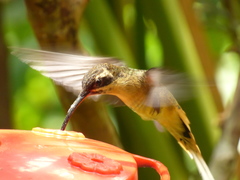 Phaethornis syrmatophorus