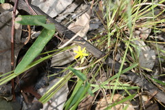 Tricoryne anceps pterocaulon