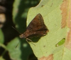 Pellicia arina