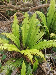 Blechnum durum