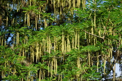 Alvaradoa amorphoides