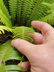 Blechnum durum