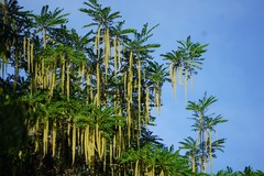 Alvaradoa amorphoides