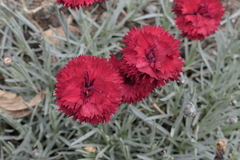 Dianthus