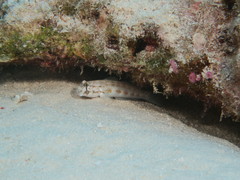 Gnatholepis cauerensis