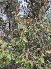 Pomaderris paniculosa paralia