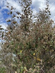 Pomaderris paniculosa paralia