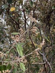Pomaderris paniculosa paralia