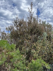 Pomaderris paniculosa paralia