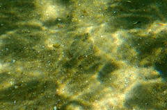 Rhombosolea tapirina