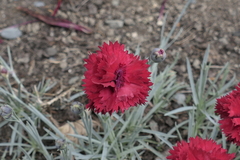 Dianthus
