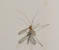 Macrocerinae