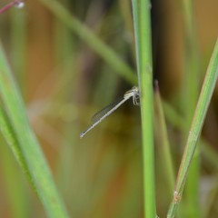 Austroagrion watsoni