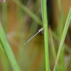 Austroagrion watsoni