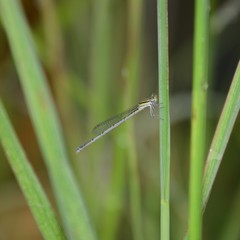 Austroagrion watsoni