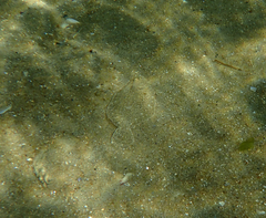 Rhombosolea tapirina