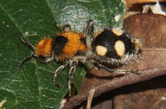 Dasymutilla munifica