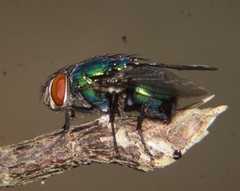 Lucilia eximia