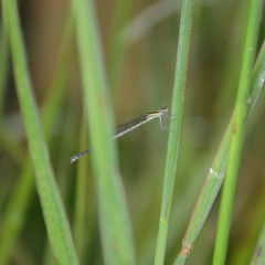 Austroagrion watsoni