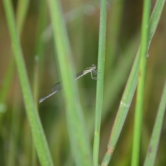 Austroagrion watsoni