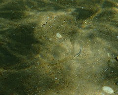 Rhombosolea tapirina