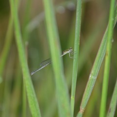 Austroagrion watsoni