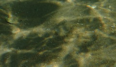 Rhombosolea tapirina