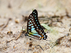 Graphium bathycles