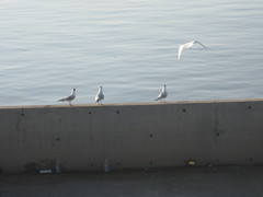 Chroicocephalus ridibundus