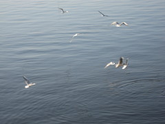 Chroicocephalus ridibundus